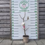 Magnólia (Magnolia) ‘MEGANOLIA’® – výška 70-90 cm, kont. C7L